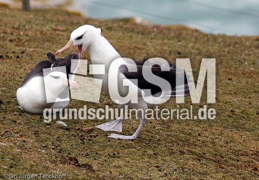 Schwarzbrauenalbatros (52 von 52).jpg